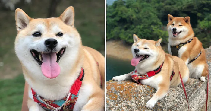 These 2 Cute Shiba Inu Puppies Are Capturing The World