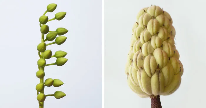 Discover The Color Of Plants And Make You Feel Better Every Day!