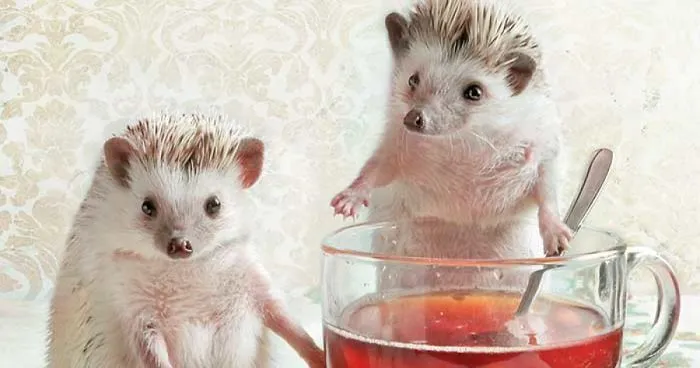 What Are Busy Hedgehogs When People Are Not At Home?
