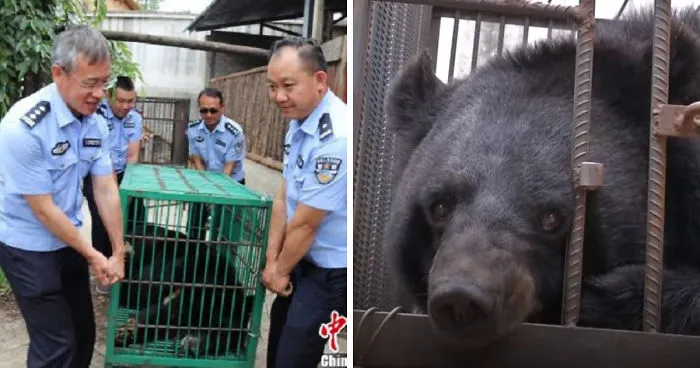 Chinese Family Has Been Taking Care Of A Bear For Two Years Thinking It Was A Dog, Certainly Could Not Keep It