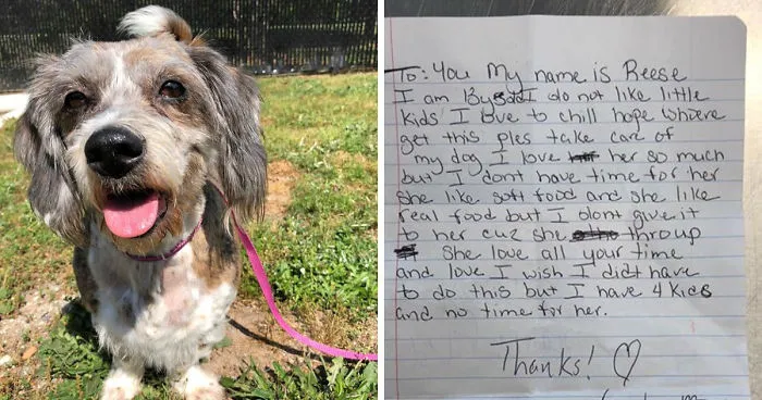 13-Year-Old Dog Dumped On Lawn With A Sad Note Seeks Help