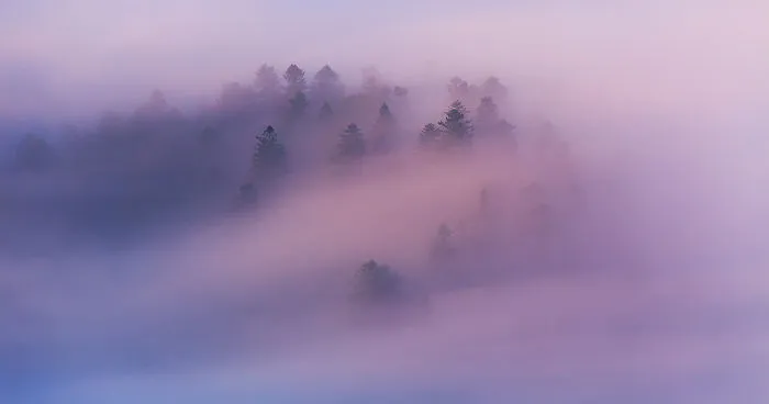 I Love Taking Pictures In The Morning Fog