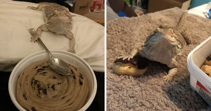 People Are Sharing Their Lizards Which Are Their Best Friends