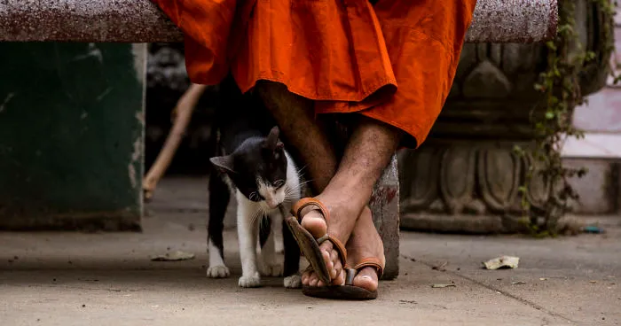 I Travel To Cambodia To Take Pictures Of Cats And Dogs