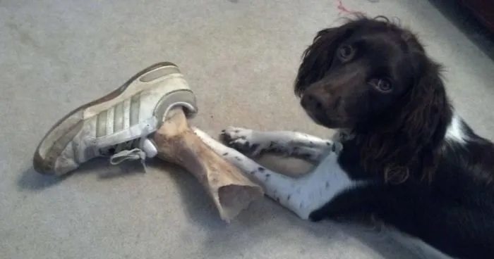 People Are Sharing Funny Pictures With Pets And The Result Will Make You Laugh A Lot