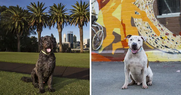 Pet Photographer Celebrates Dogs And The City