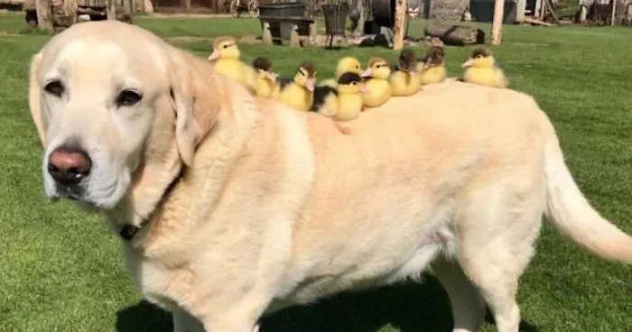 Labrador Becomes Renowned After Fostering 9 Orphaned Ducklings