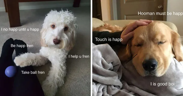 I Made These Pictures With The Sweet Dog Post And I Hope They'll Brighten Your Day