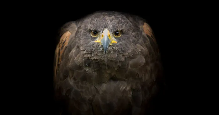I Made Portraits Of Birds Of Prey: Eagles, Falcons And Owls