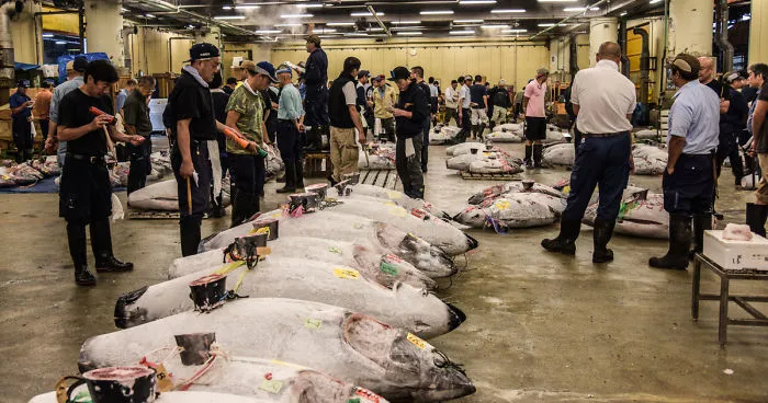 Help Me Spread The Last Message Of The Dying Iconic Fish Market In Tokyo... Maybe We Can Safe Tsukiji Together
