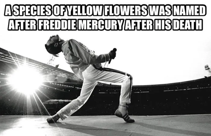 37 Facts About Freddie Mercury Most People Don't Know