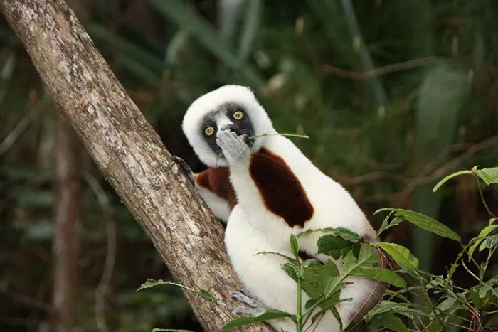 I'm So Sorry. It Just Popped Out... Madagascar By Jakob Strecker