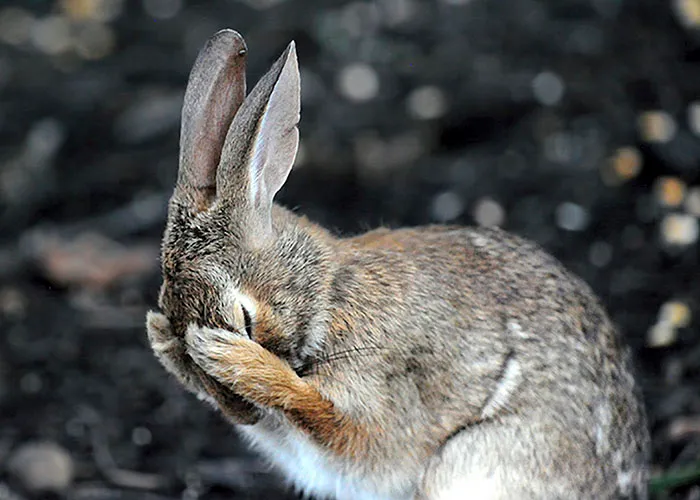 If One More Person Asks If I'm Having A Bad Hare Day... West Virginia By Daniel L. Friend