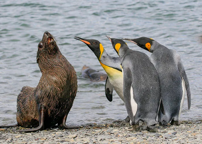 Just Tell Us Where You Hid The Fish... Otherwise You'll Be Sleeping With Them, South Georgia By Amy Kennedy