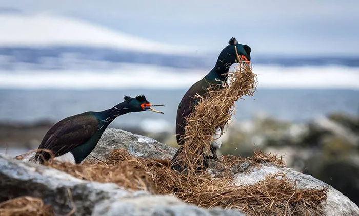 Just Leave It! I'll Do It! You Just Go And Make Yourself Useful Somewhere Else! By Dmitry Utkim