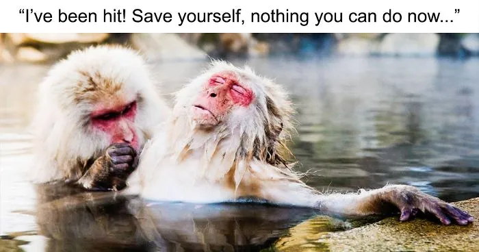 22 Of The Best Entries For The Comedy Wildlife Photo Awards 2018