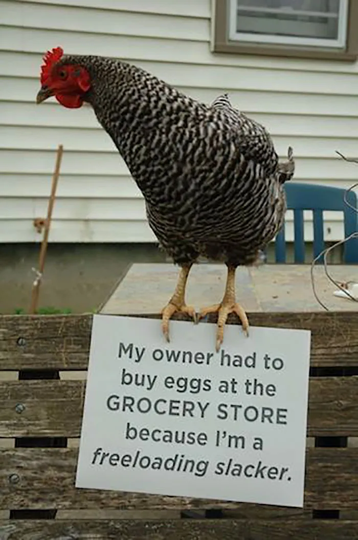 Farmers Are Shaming Their Chickens For Their 'Crimes' And It's Too Entertaining To Read