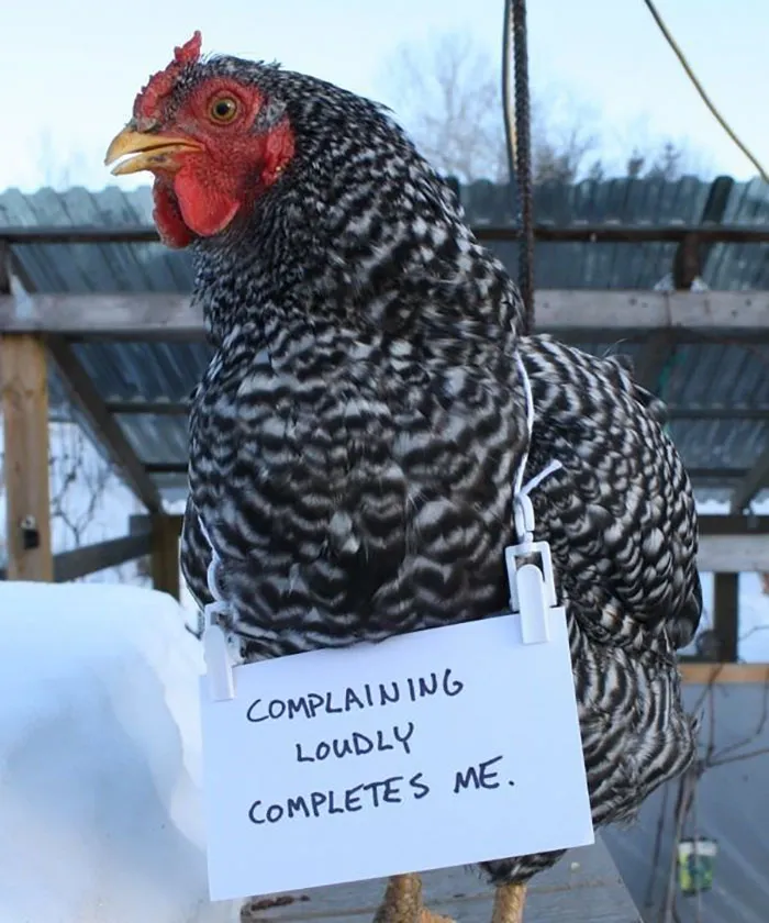 Farmers Are Shaming Their Chickens For Their 'Crimes' And It's Too Entertaining To Read