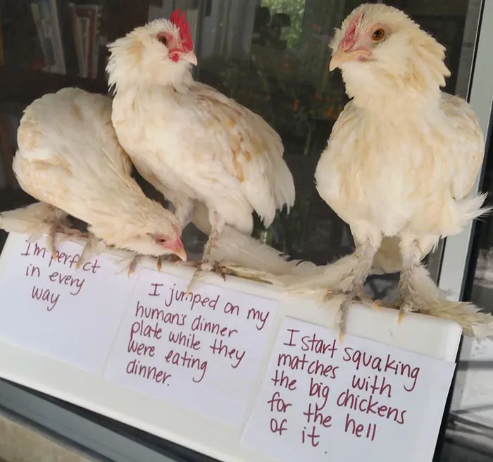 Farmers Are Shaming Their Chickens For Their 'Crimes' And It's Too Entertaining To Read