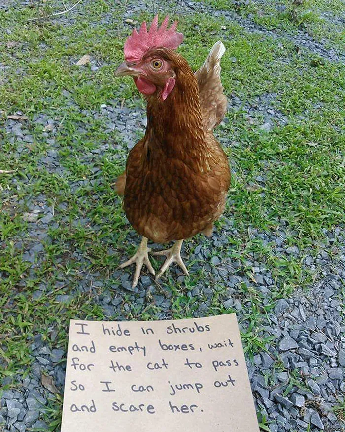 Farmers Are Shaming Their Chickens For Their 'Crimes' And It's Too Entertaining To Read