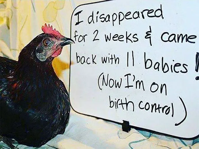 Farmers Are Shaming Their Chickens For Their 'Crimes' And It's Too Entertaining To Read