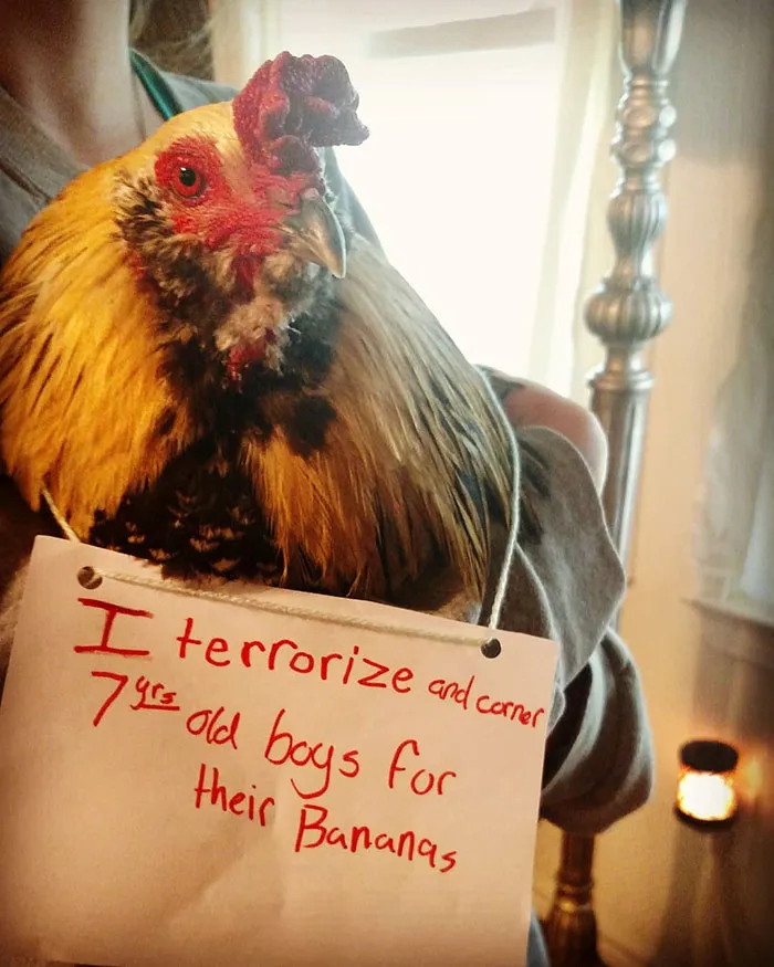 Farmers Are Shaming Their Chickens For Their 'Crimes' And It's Too Entertaining To Read