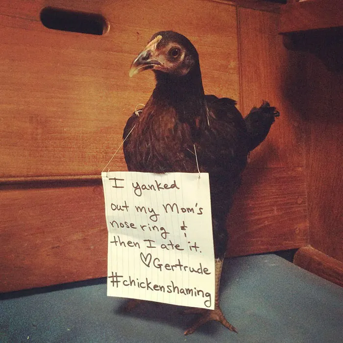 Farmers Are Shaming Their Chickens For Their 'Crimes' And It's Too Entertaining To Read