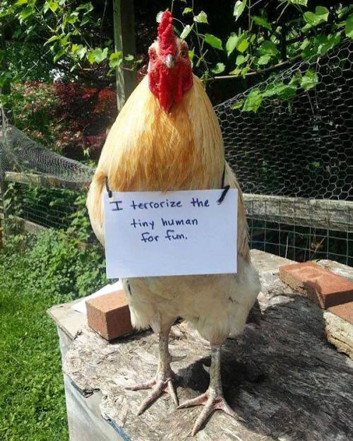 Farmers Are Shaming Their Chickens For Their 'Crimes' And It's Too Entertaining To Read