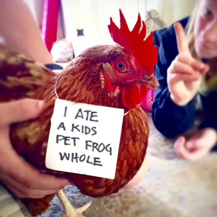 Farmers Are Shaming Their Chickens For Their 'Crimes' And It's Too Entertaining To Read