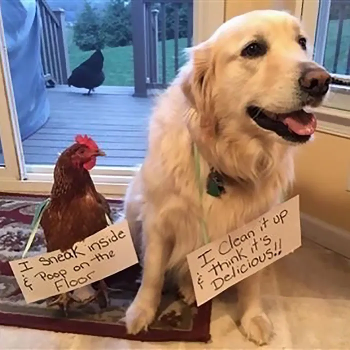 Farmers Are Shaming Their Chickens For Their 'Crimes' And It's Too Entertaining To Read