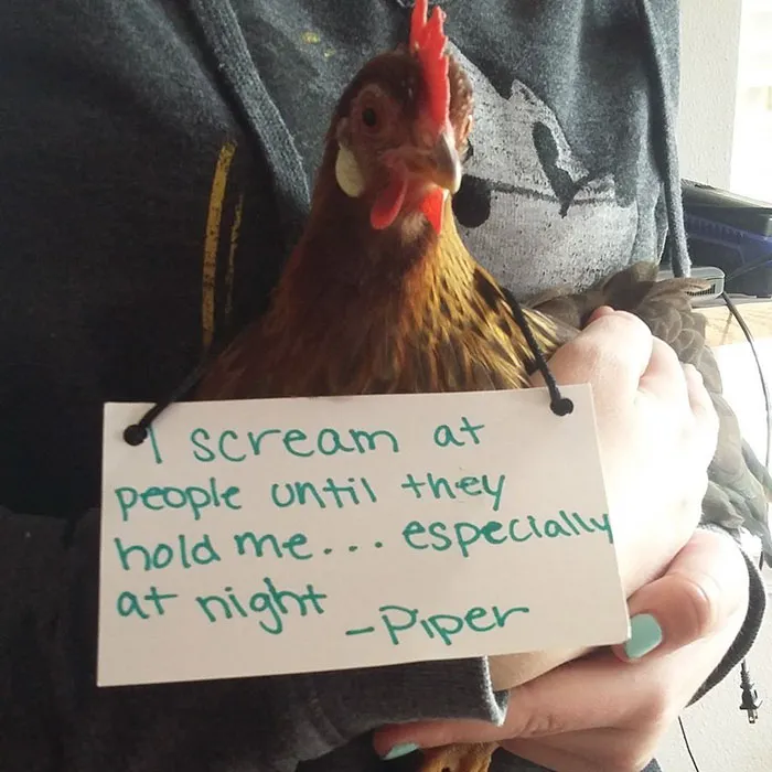 Farmers Are Shaming Their Chickens For Their 'Crimes' And It's Too Entertaining To Read