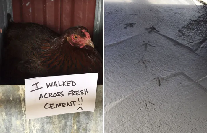 Farmers Are Shaming Their Chickens For Their 'Crimes' And It's Too Entertaining To Read