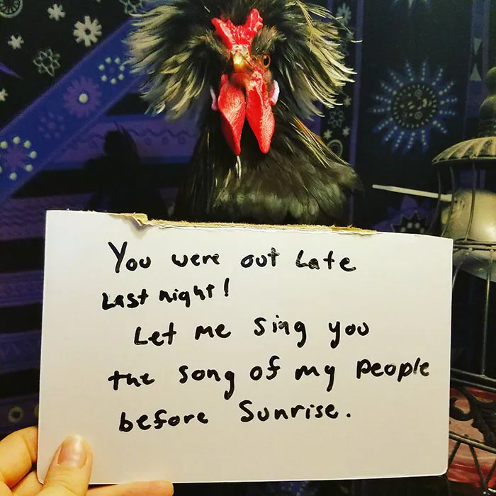 Farmers Are Shaming Their Chickens For Their 'Crimes' And It's Too Entertaining To Read