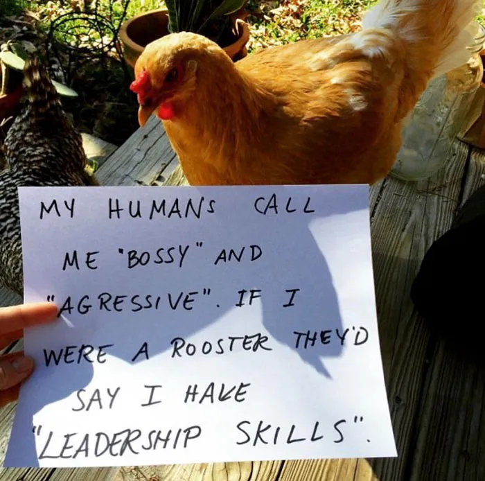 Farmers Are Shaming Their Chickens For Their 'Crimes' And It's Too Entertaining To Read