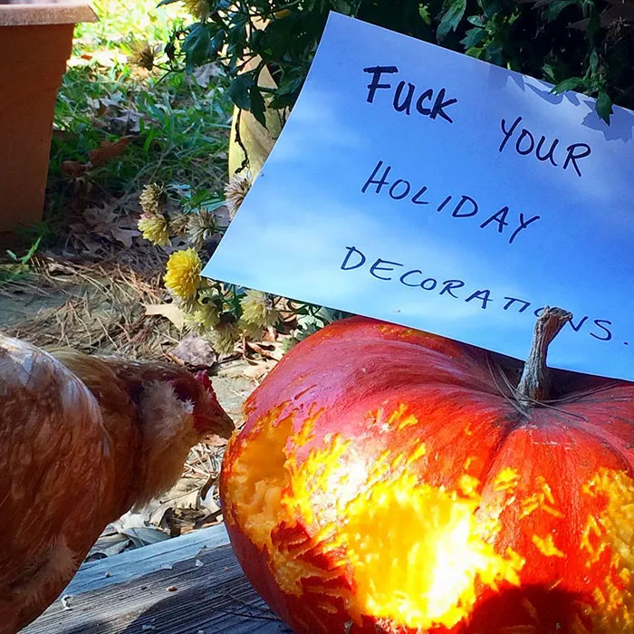 Farmers Are Shaming Their Chickens For Their 'Crimes' And It's Too Entertaining To Read