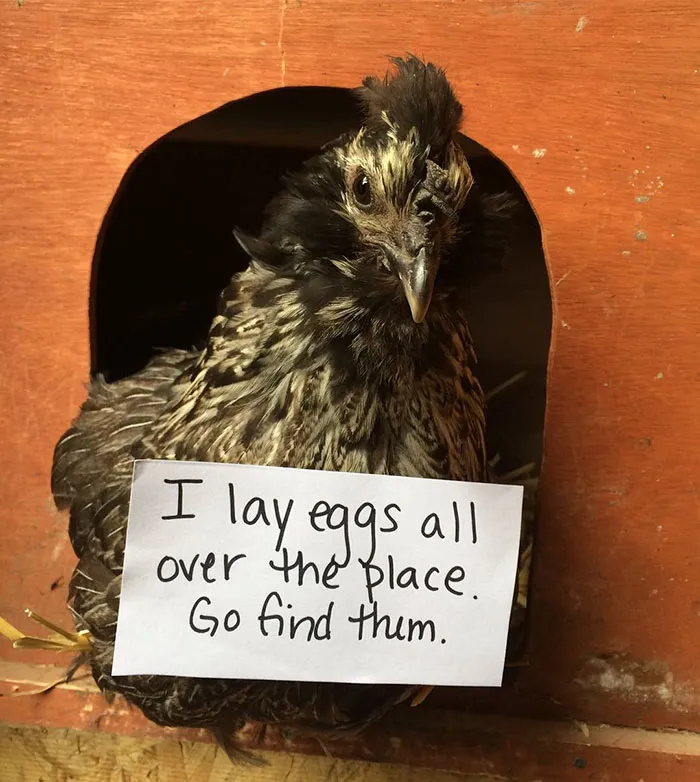 Farmers Are Shaming Their Chickens For Their 'Crimes' And It's Too Entertaining To Read