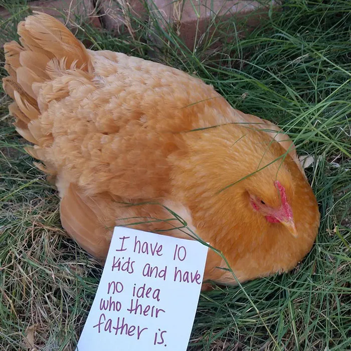 Farmers Are Shaming Their Chickens For Their 'Crimes' And It's Too Entertaining To Read