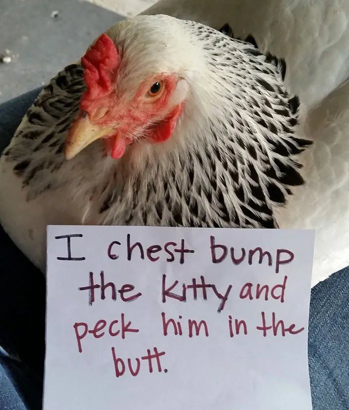 Farmers Are Shaming Their Chickens For Their 'Crimes' And It's Too Entertaining To Read