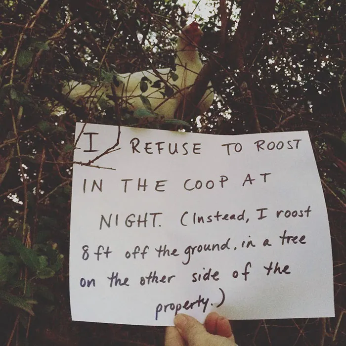 Farmers Are Shaming Their Chickens For Their 'Crimes' And It's Too Entertaining To Read