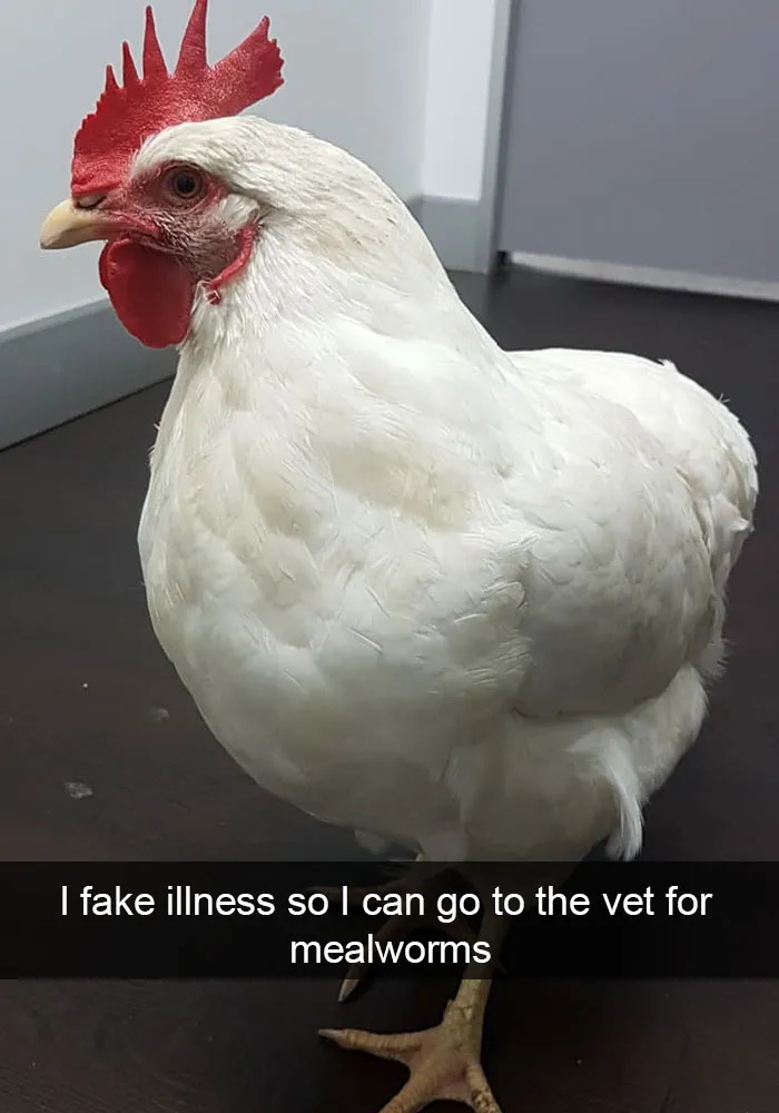 Farmers Are Shaming Their Chickens For Their 'Crimes' And It's Too Entertaining To Read