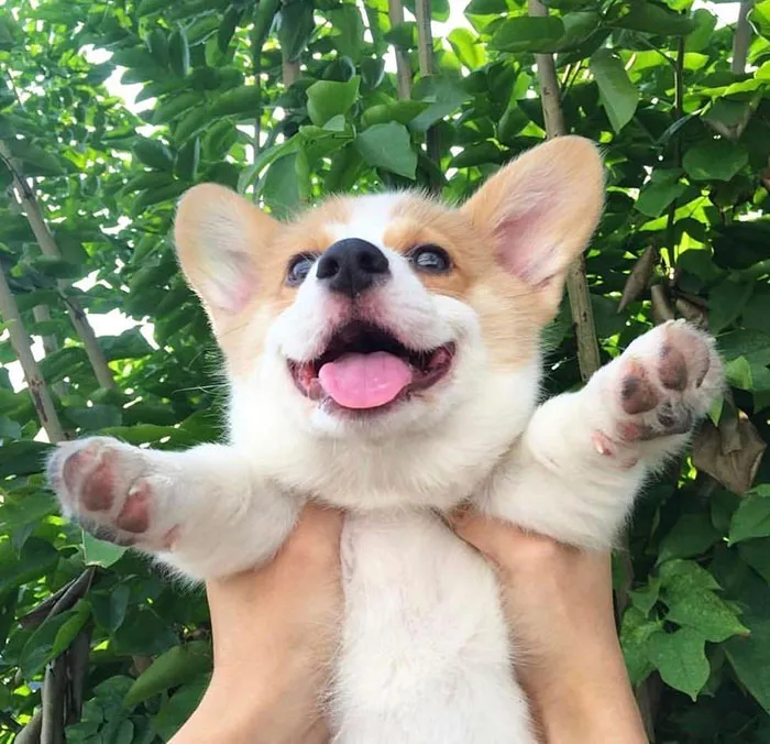 Cachorro feliz