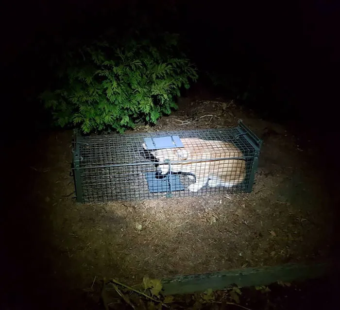 There Wasn’t Even Bait In The Rabbit Trap. Caught A Corgi
