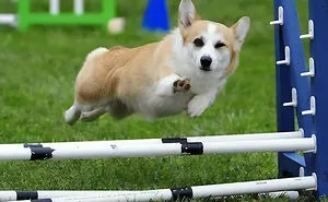 107 Hilariously Adorable Reasons Why The Queen Chose Corgis