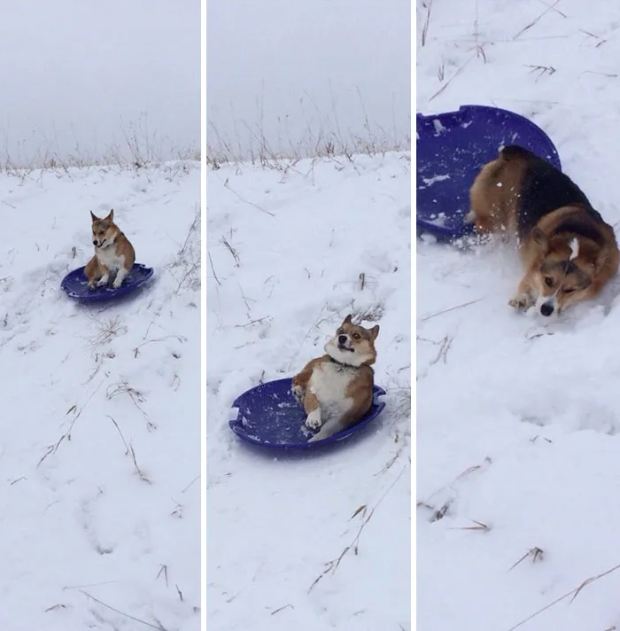 Til Andre Is Not A Fan Of Sledding