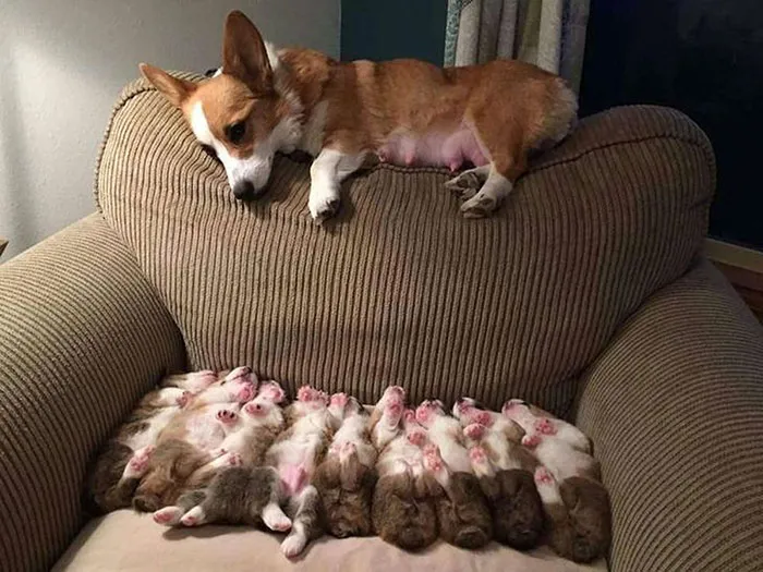 Tired Corgi Mama