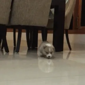 Error: Low-Battery Corgi