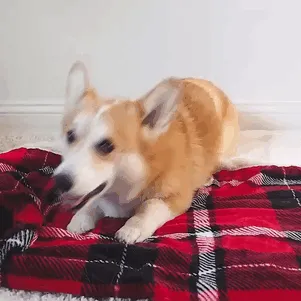 Self-Rolling Burrito