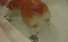 Le flota el culo