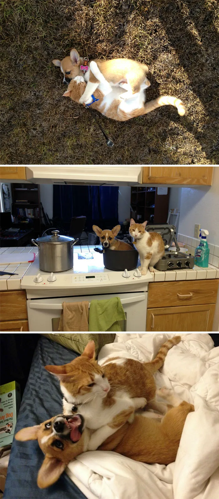 Mi gato y mi corgi son los mejores amigos