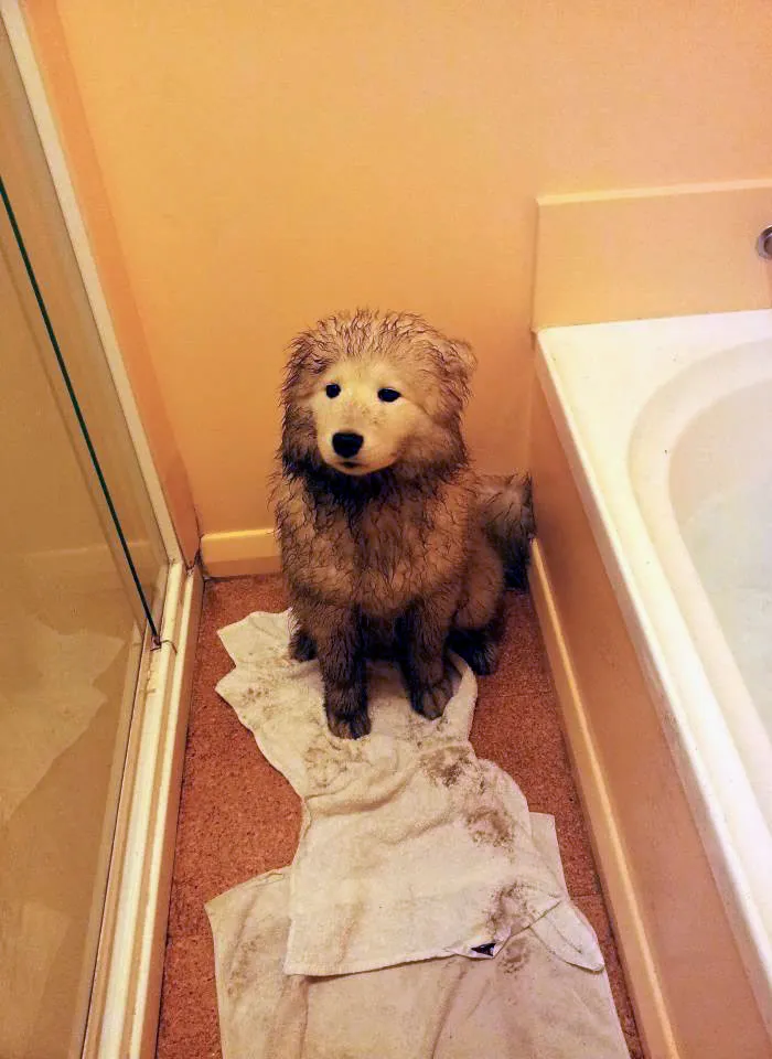 The Aftermath Of Wet Weather Meeting A Samoyed Puppy Digging A Hole